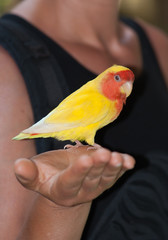 The lovebird sitting on a female hand