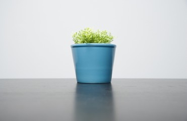 Plant in a blue pot
