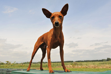 pinsher nain 