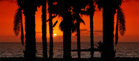 palmiers, mediterranée et coucher de soleil