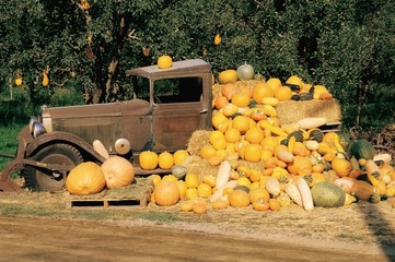 Pumpkin, gourd and squash harvest display