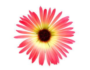 flowering ice plants on white background