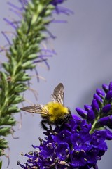 Bee on purple flowers
