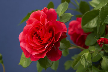 Rosenblüten auf blauem Grund