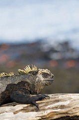Marine Iguana