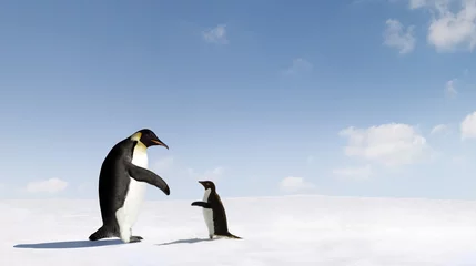 Crédence de cuisine en verre imprimé Pingouin Contact