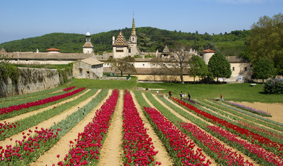 Fototapeta na wymiar Récolte des tulipes