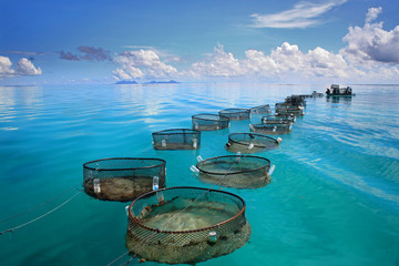 Obraz premium Rybołówstwo morskie w morzu tropikalnym