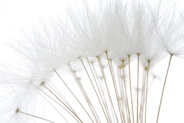Light filtering roller blinds Dandelions and water soft white dandelion seeds