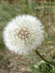 Pusteblume3