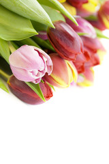 bouquet of the fresh tulips