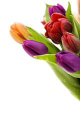 fresh tulips