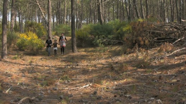 promenade dans la for&ecirc;t landaise