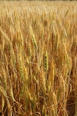 golden wheat cereal yellow field