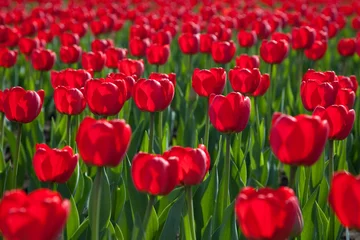 Crédence de cuisine en verre imprimé Tulipe red tulips