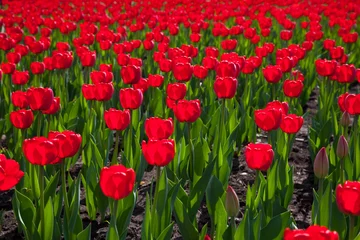 Crédence de cuisine en verre imprimé Tulipe Field red tulips