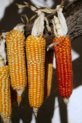 Dried vivid orange corn on a sunny day