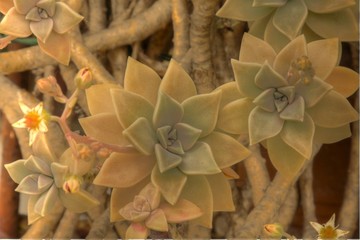 graptopetalum