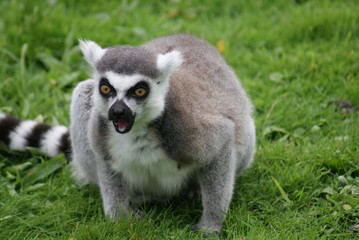 Ring-tailed Lemur