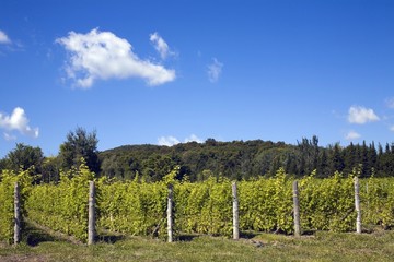 Fototapeta premium Vineyard