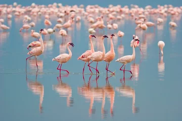 Deurstickers Flamingo& 39 s © Antonio Jorge Nunes