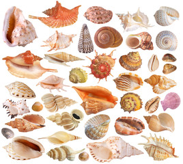 Set of seashell collection