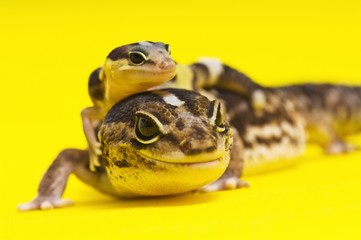 Baby African Fat-tailed Gecko lying on top of its parent