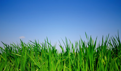 Obraz premium green grass