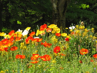 Parc fleuri