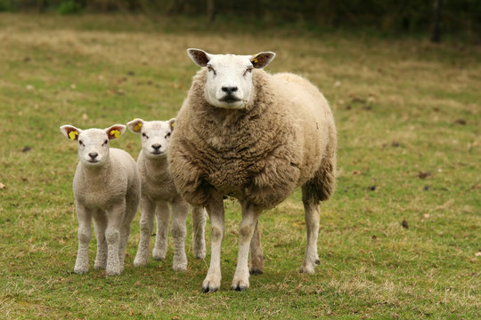 Mother sheep and lamb looking at you