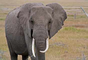 Fototapeta na wymiar Słoń afrykański, Kenia