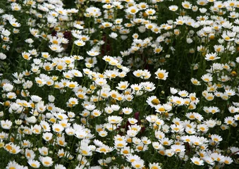 Abwaschbare Fototapete Gänseblümchen daisies field