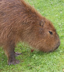 Capybara