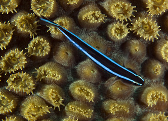 Neon Goby-Gobiosoma oceanops
