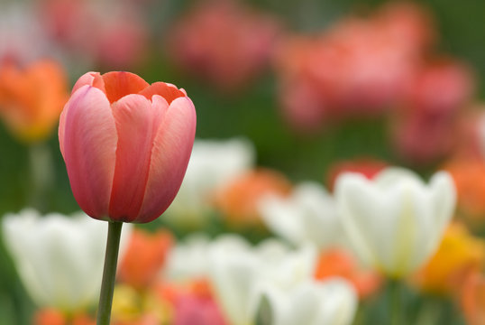 The pink tulip