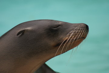 Fototapeta premium California Sealion - Portrait