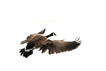 Canada Goose Flying Isolated on White