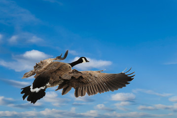 Canada Goose Flying