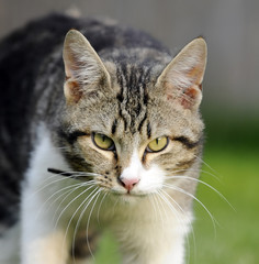 La tigre in miniatura