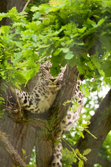 Panthère camouflée