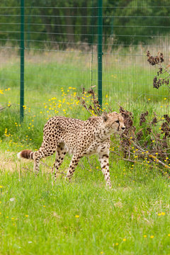Guepard