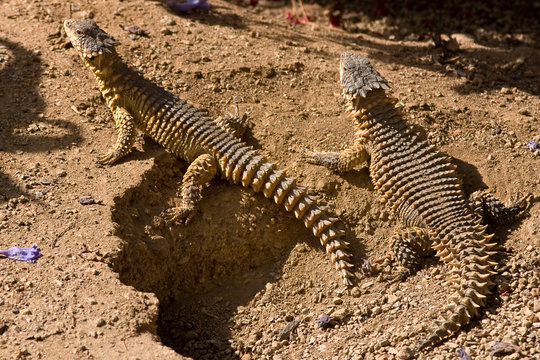 Spiked Reptiles