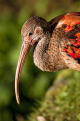 ibis