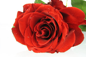 Rote Rose