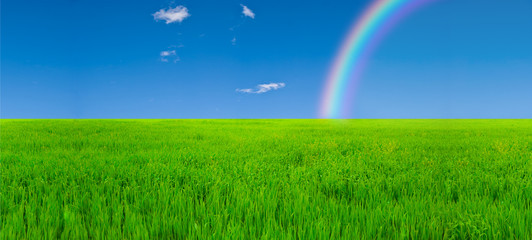 Field and rainbow