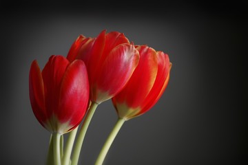 Three red tulips