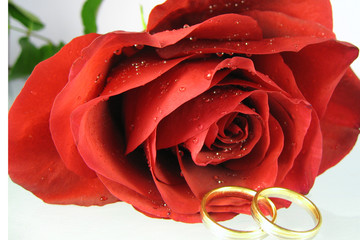 Rose und Ringe