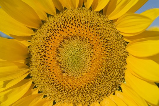 Andalucia, Spain; Sunflower, Helianthus Annuus