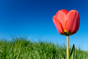 rote Tulpe im Frühling vor blauem Himmel