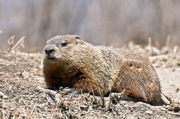 Marmot
